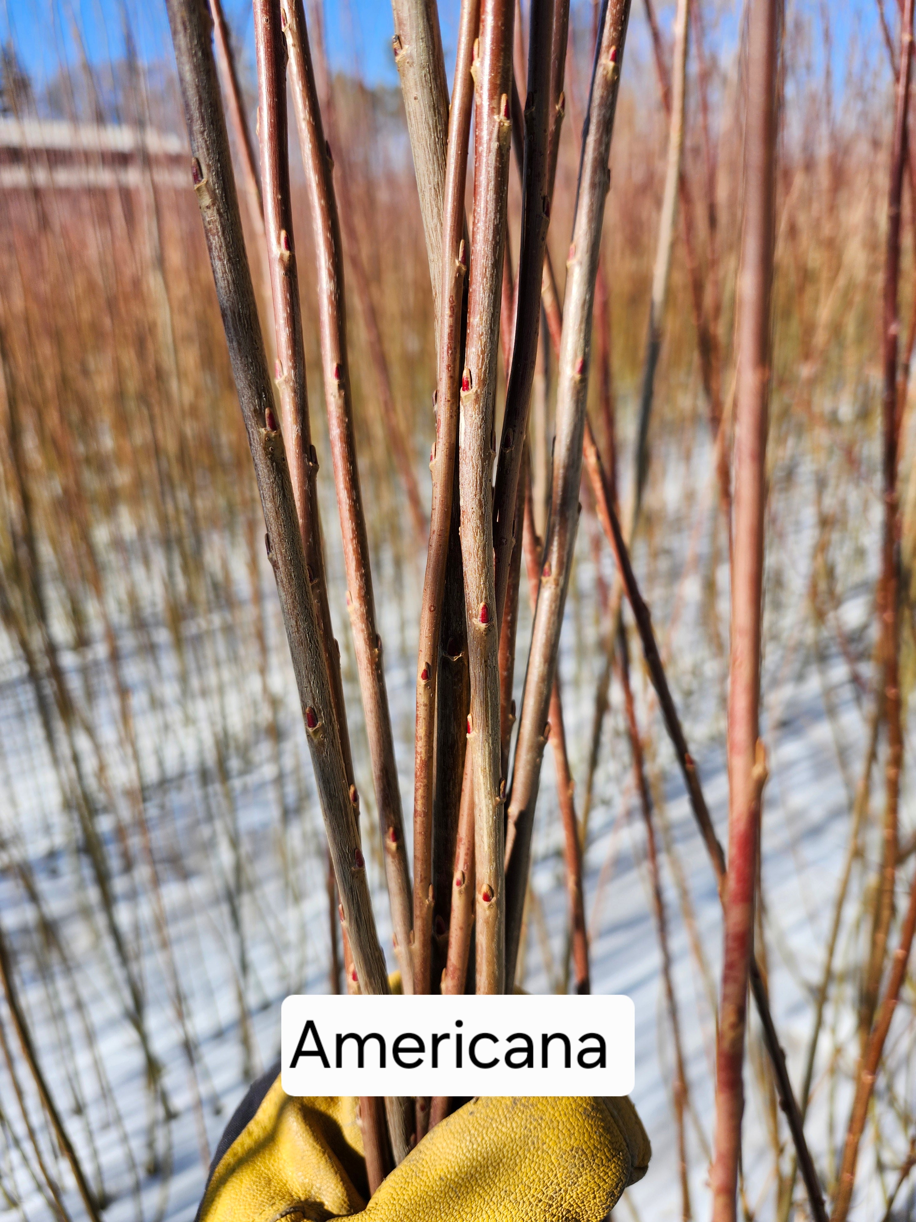 Americana Cuttings