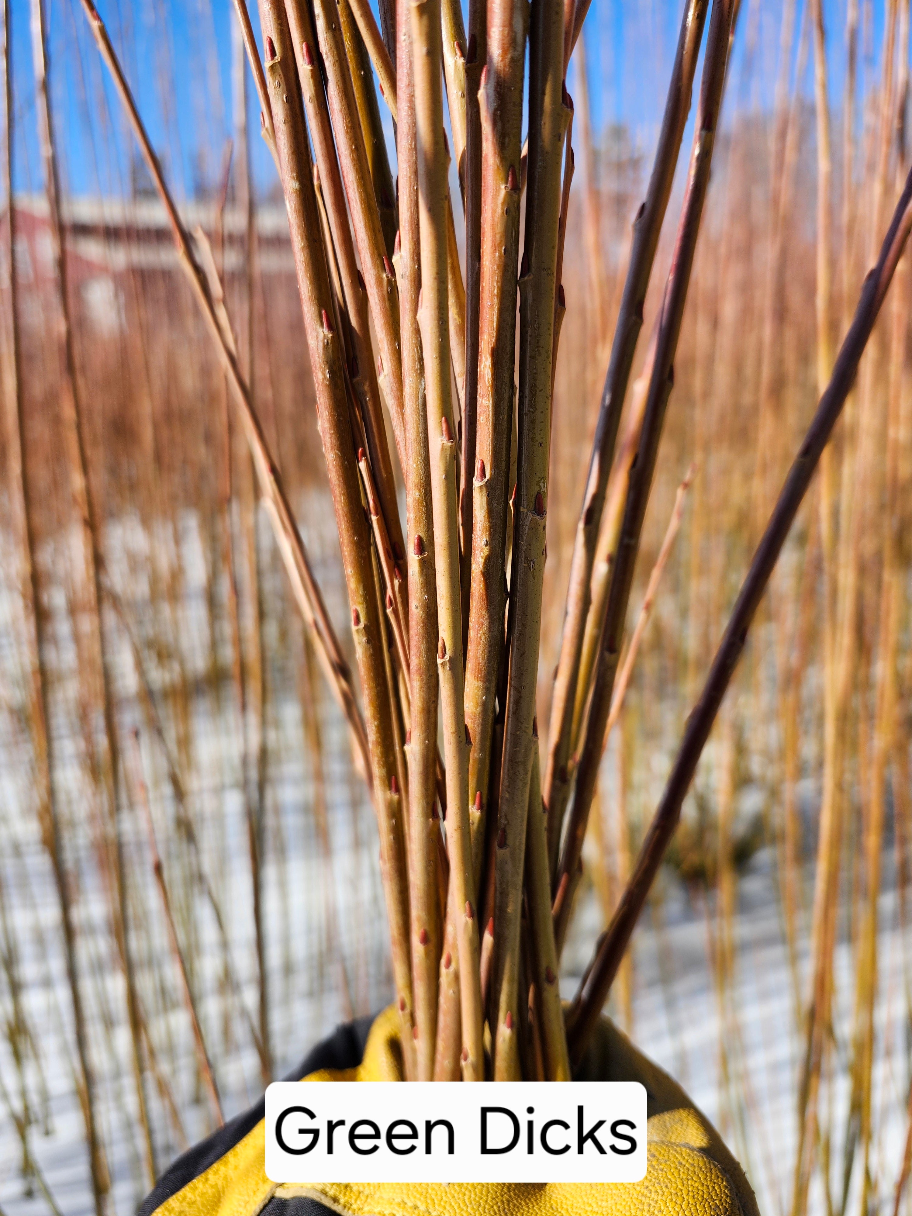 Green Dicks Willow Cuttings