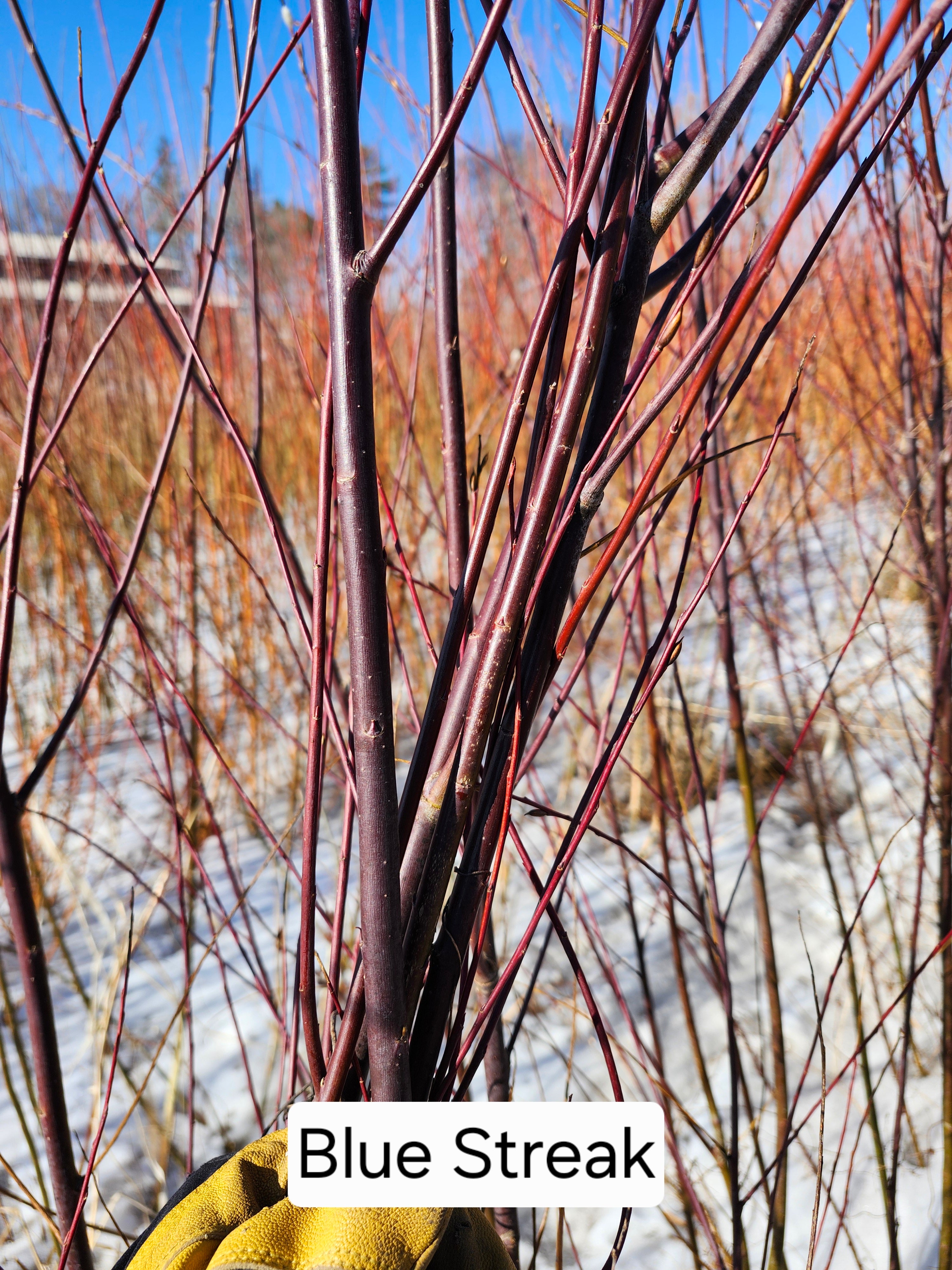 Blue Streak Cuttings