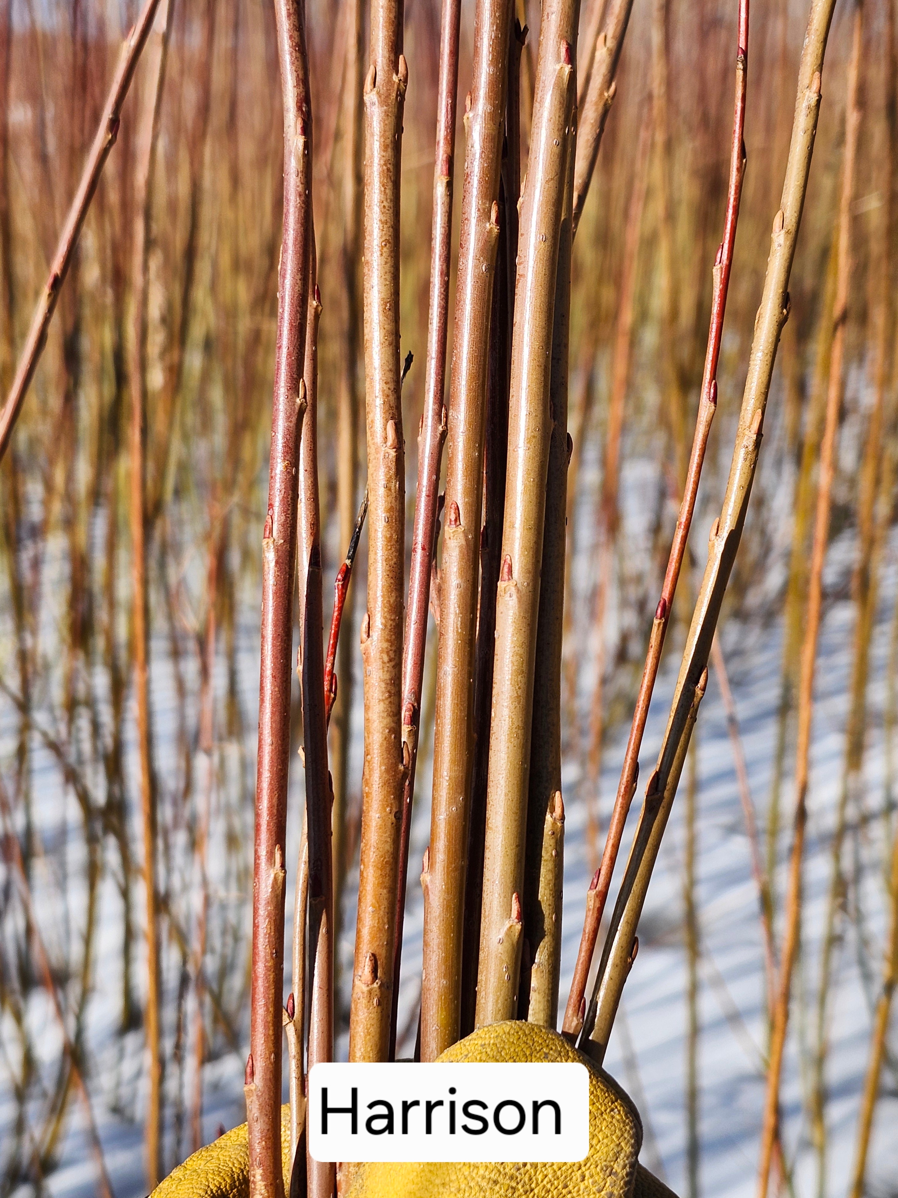 Harrison (light) Cuttings