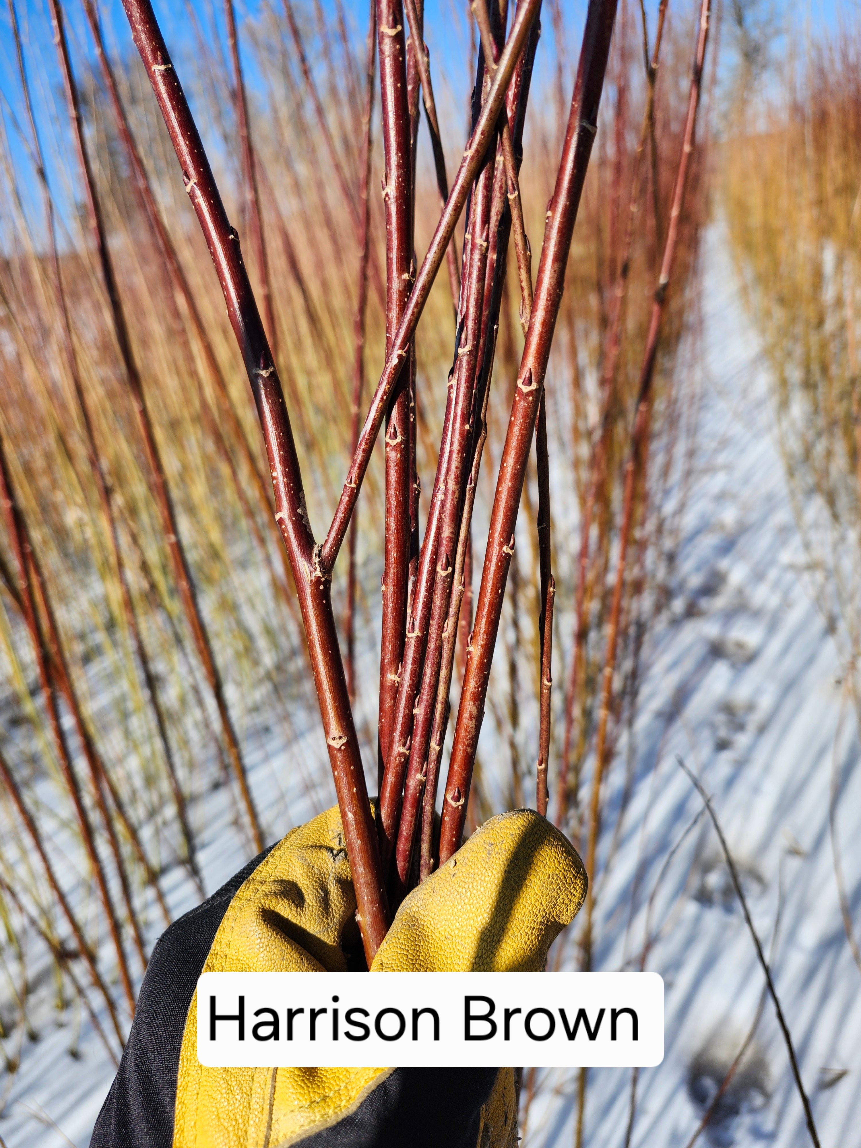 Harrison Brown Cuttings