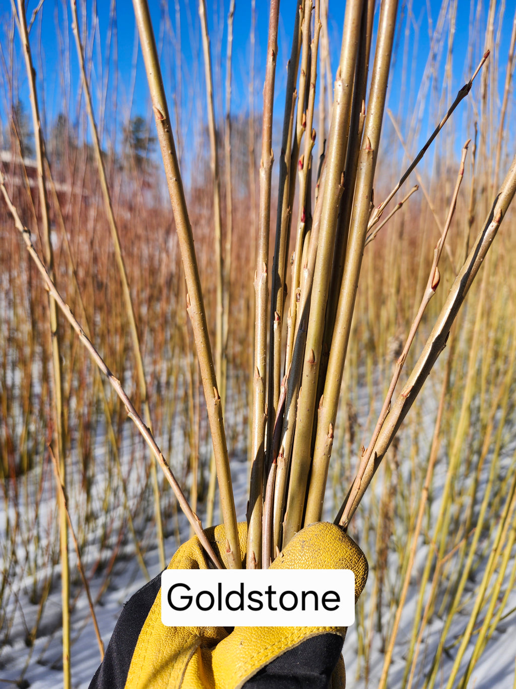 Goldstones Cuttings