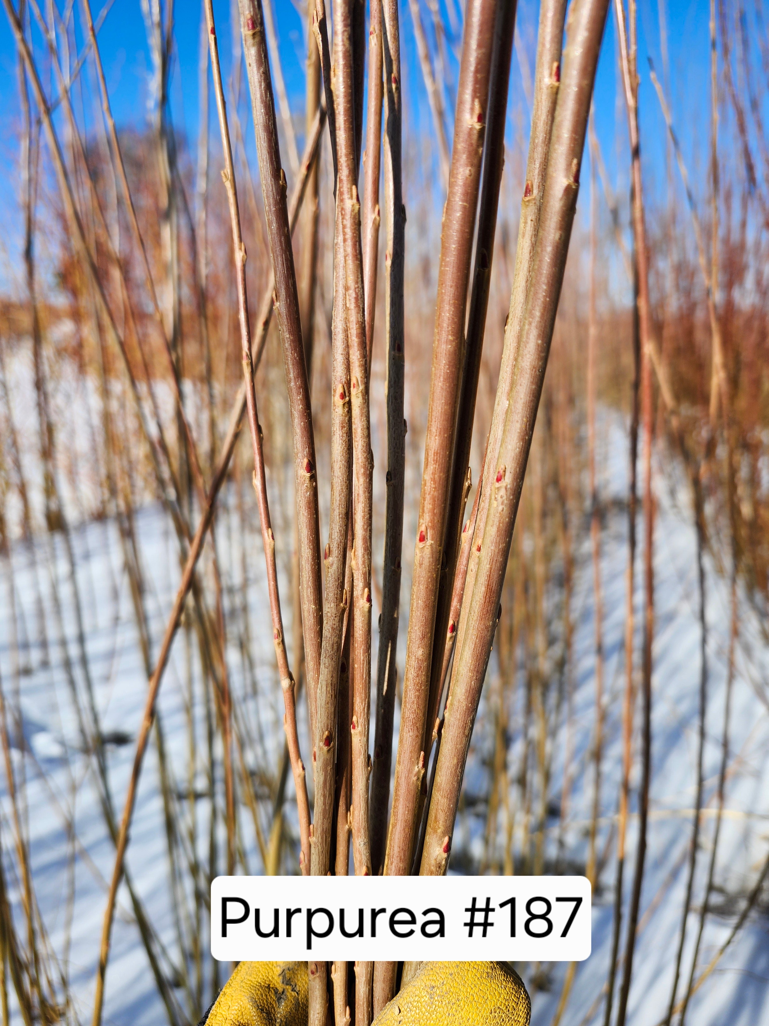 Purpurea #187 Cuttings