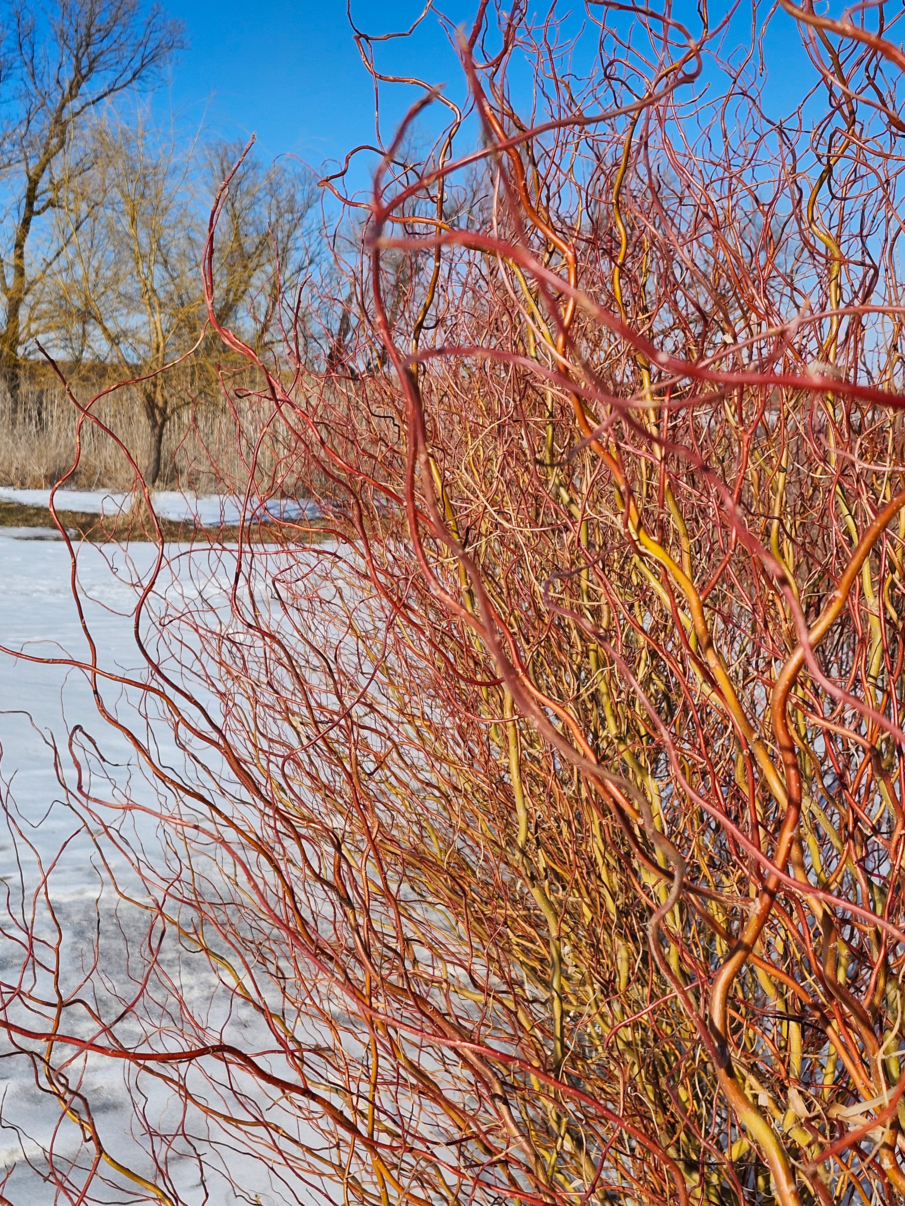 Sunny Twist Cuttings