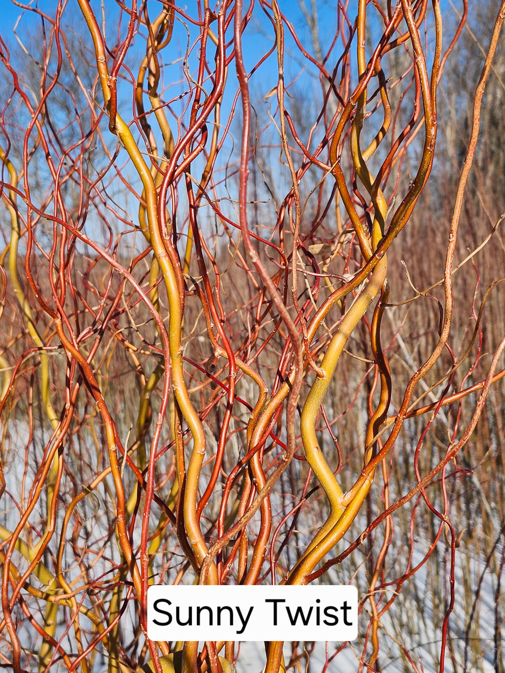 Sunny Twist Cuttings