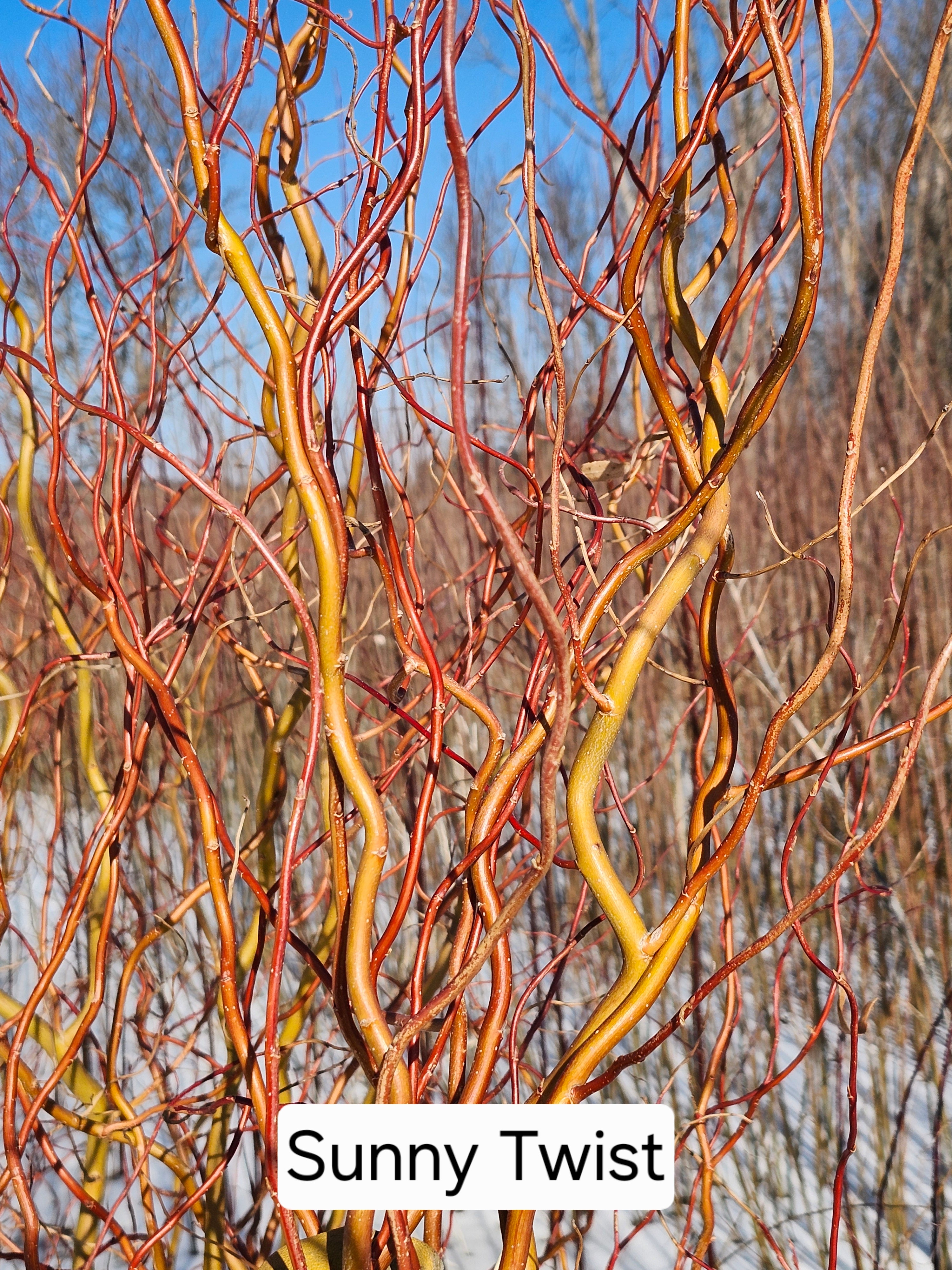 Sunny Twist Cuttings