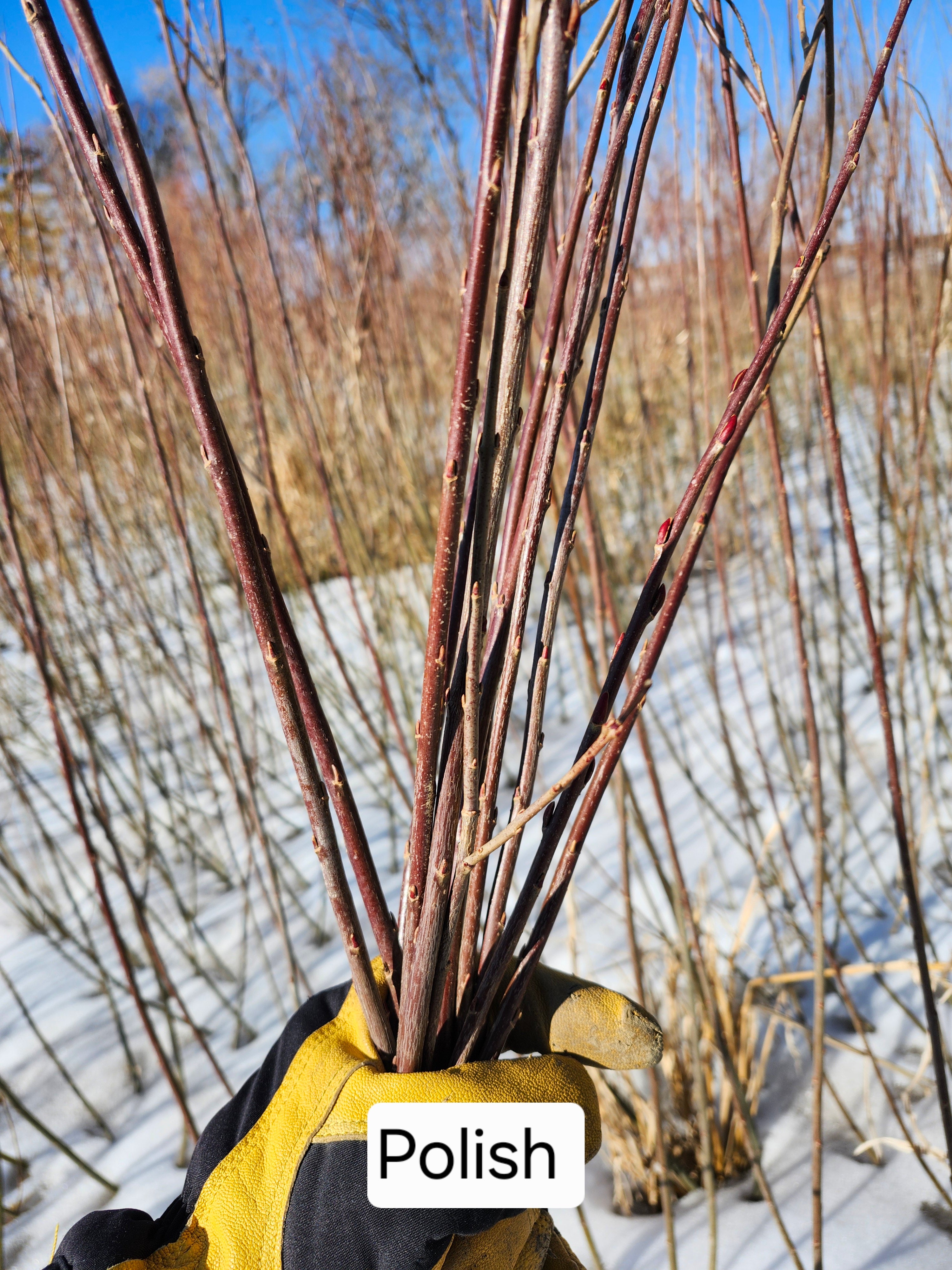 Polish Purple Willow Cuttings