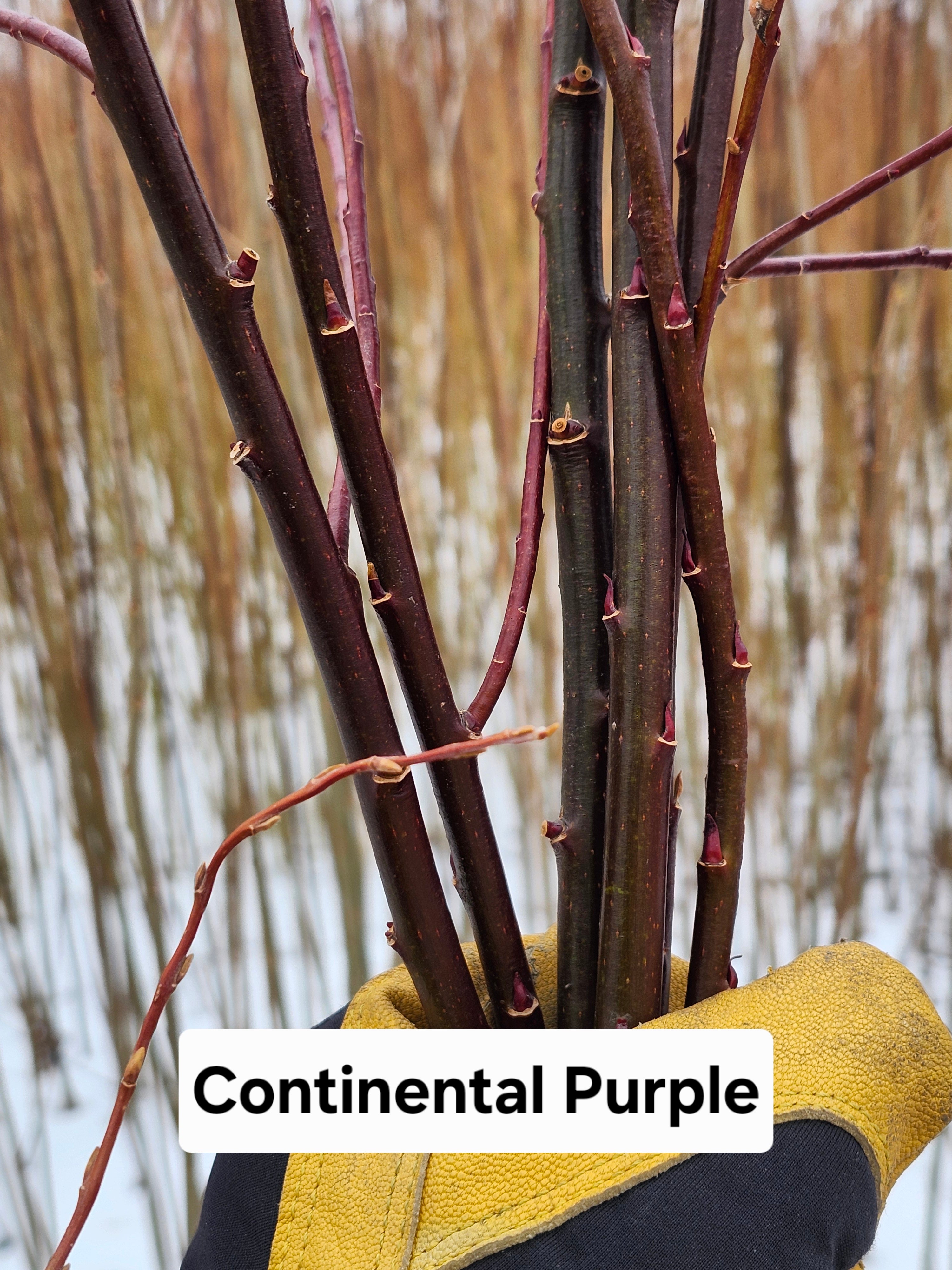 Continental Purple Willow Cuttings