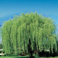 Weeping Willow Cuttings