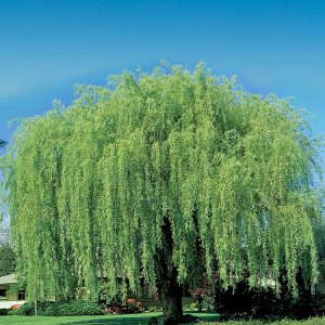 Weeping Willow Cuttings